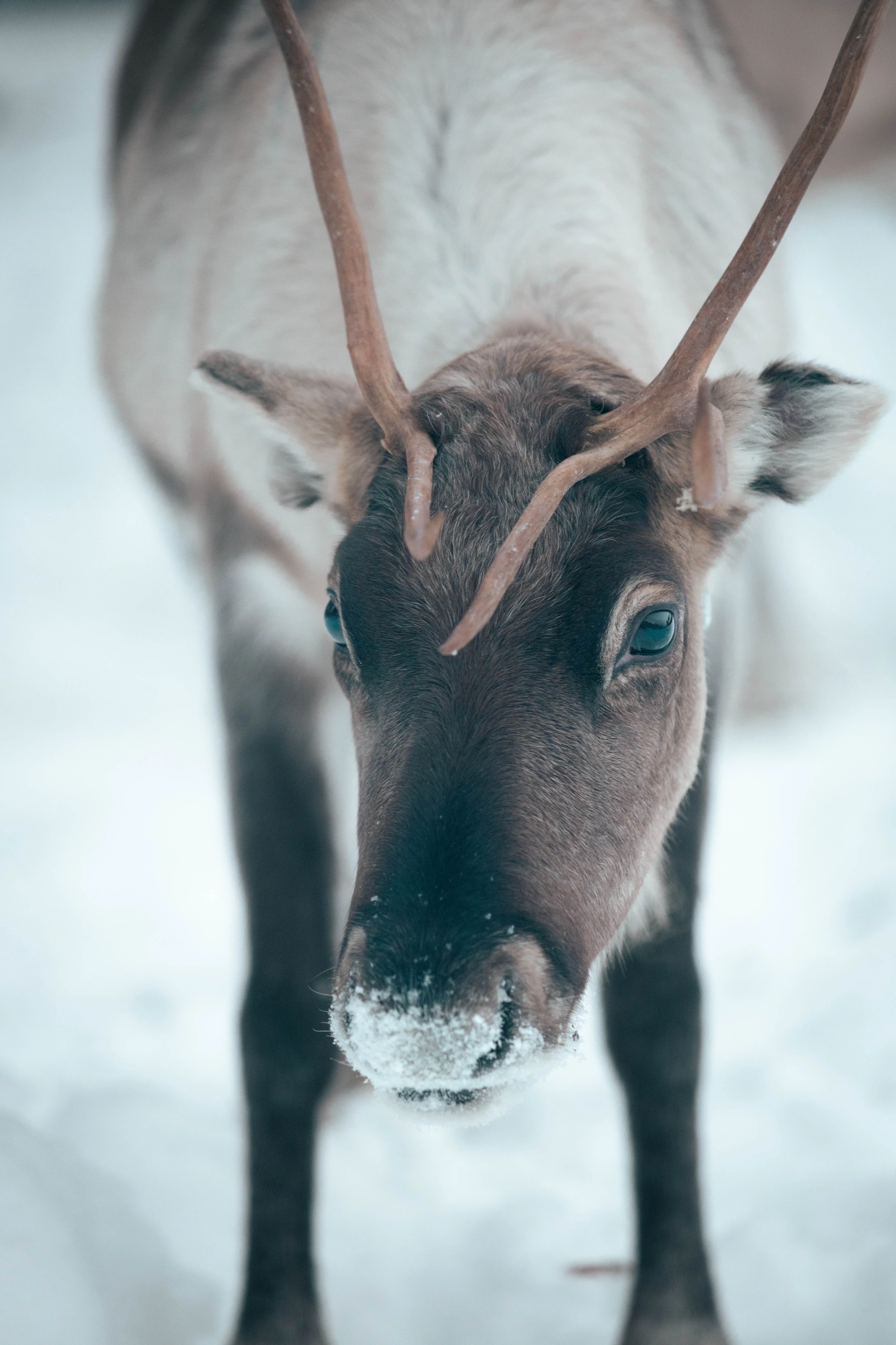 Laponie — photographie 13