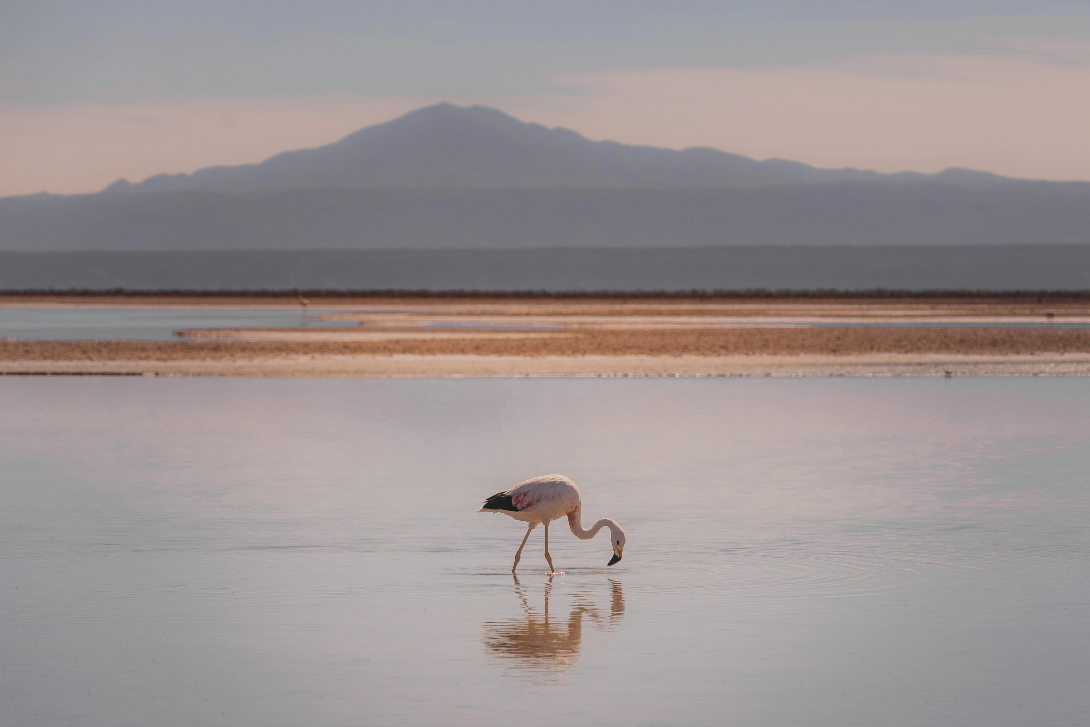 Atacama — photographie 3