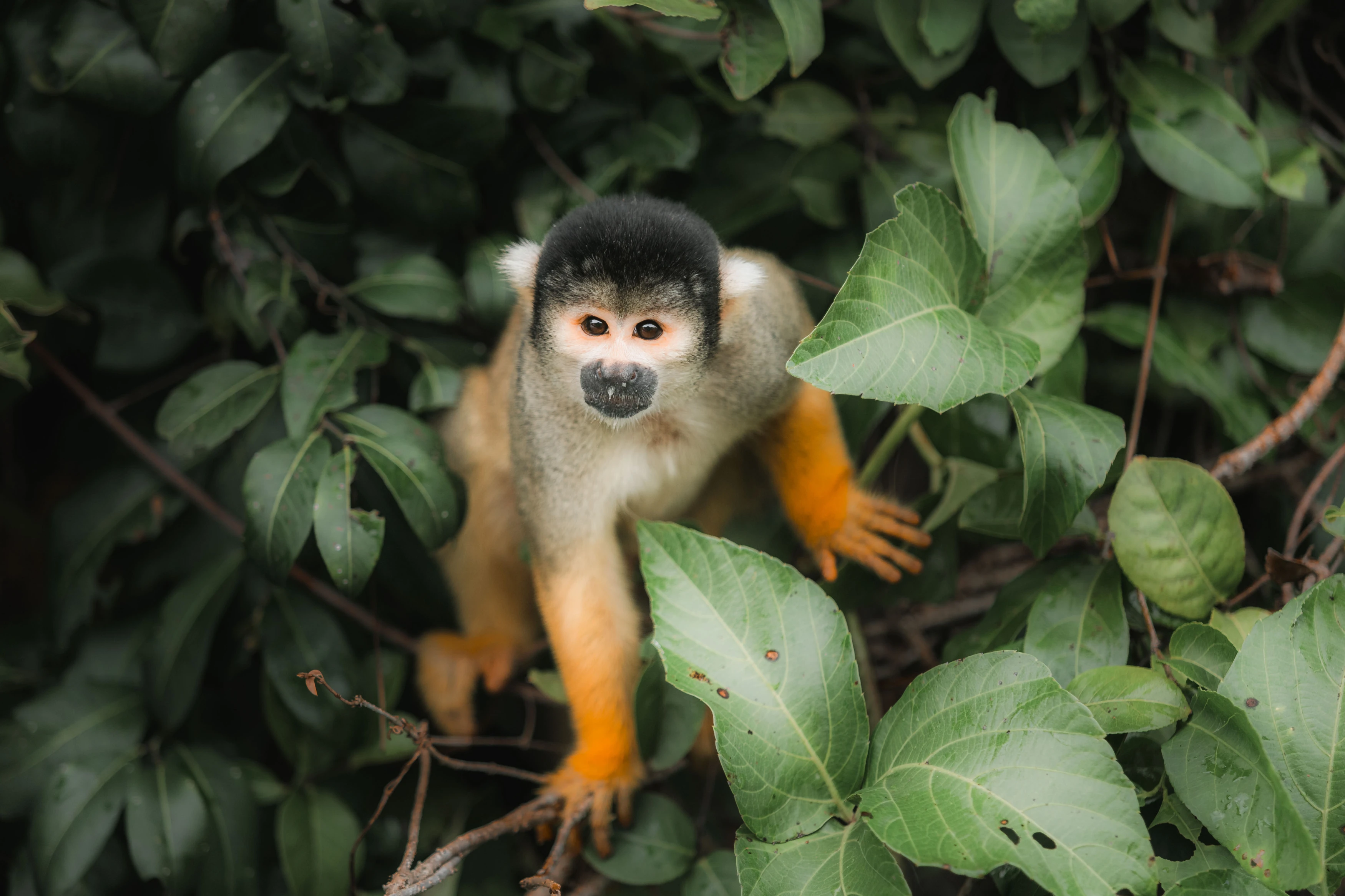 Bolivie — photographie 5