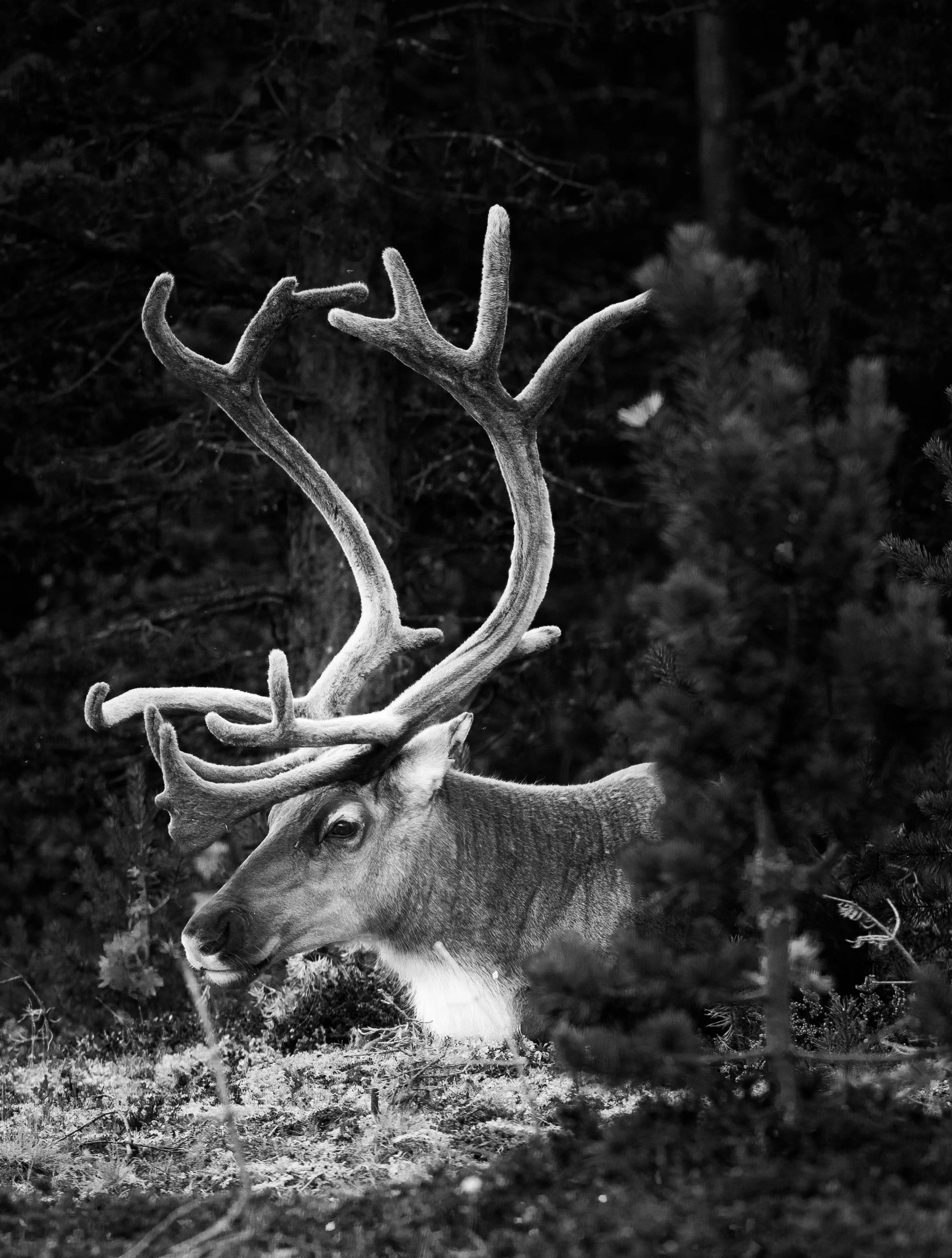 Le renne